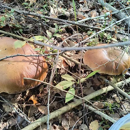 Nad Stawami Wypozyczalnia Kajakow I Rowerow Prázdninový dům *