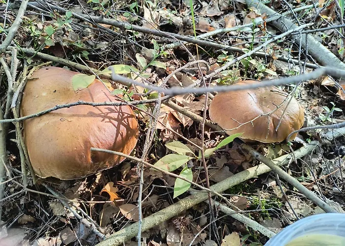 Nad Stawami Wypozyczalnia Kajakow I Rowerow Prázdninový dům *